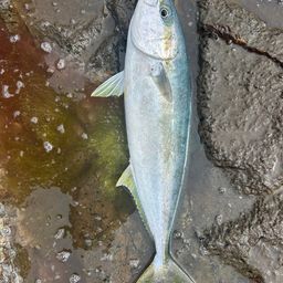 ヒラマサ