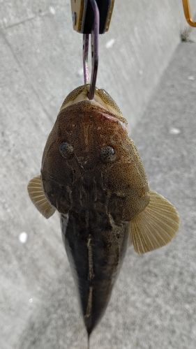 マゴチ