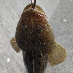 マゴチ