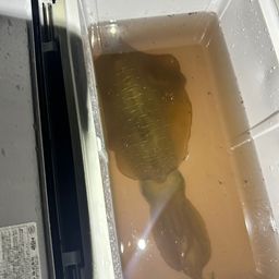 アオリイカ