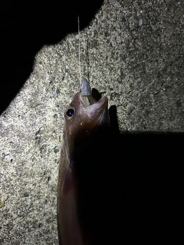 ドンコの釣果