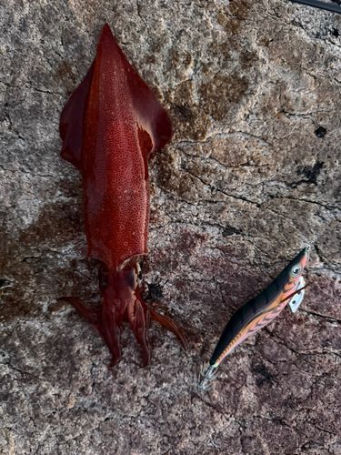 ヤリイカの釣果