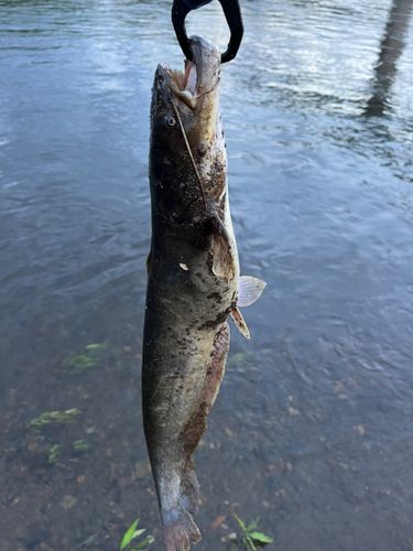 ニホンナマズの釣果