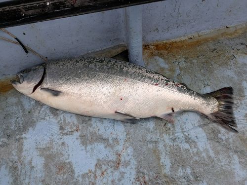 サクラマスの釣果