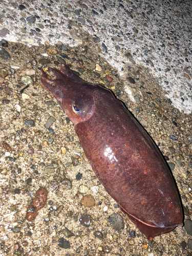 コウイカの釣果