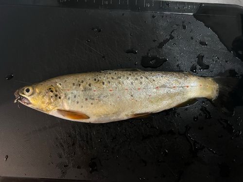 ブラウントラウトの釣果