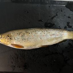 ブラウントラウト