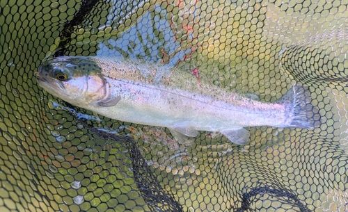 レインボートラウトの釣果
