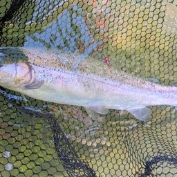 レインボートラウト