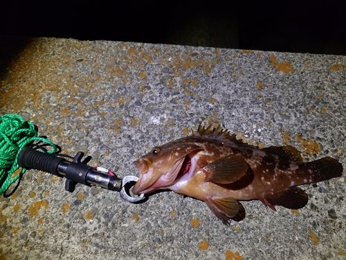 アコウの釣果
