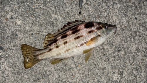 シマイサキの釣果