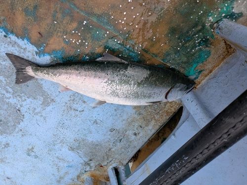 サクラマスの釣果