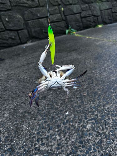 カニの釣果