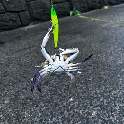 カニ