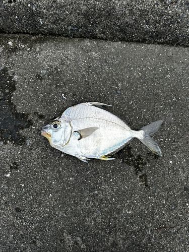 セイタカヒイラギの釣果