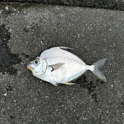 セイタカヒイラギ