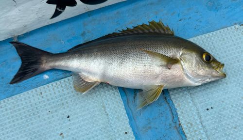 イサキの釣果