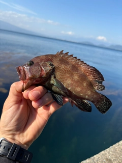 ハタの釣果