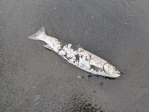 アメマスの釣果