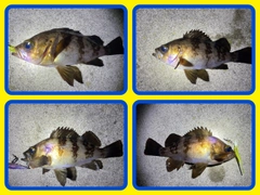 メバルの釣果