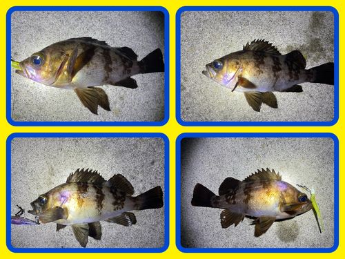 メバルの釣果