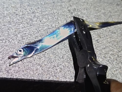 タチウオの釣果