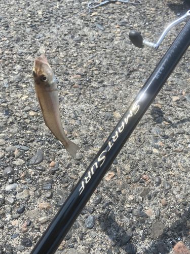 シロギスの釣果