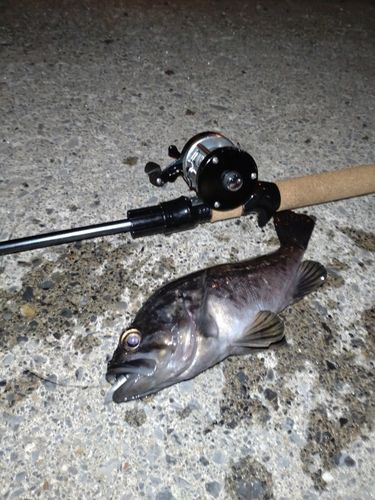 クロソイの釣果
