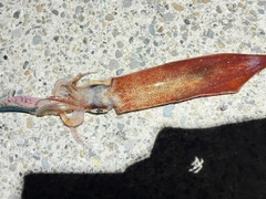 ケンサキイカの釣果