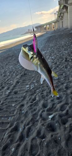 シロサバフグの釣果