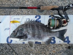 クロダイの釣果