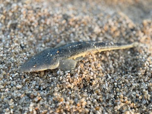 シロギスの釣果
