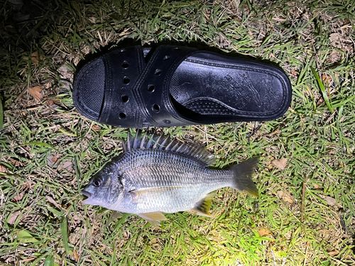 キビレの釣果