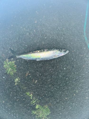 ニシンの釣果