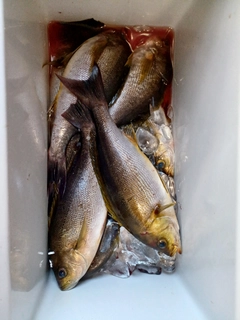 イサキの釣果