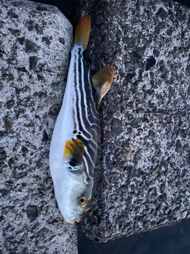 シマフグの釣果