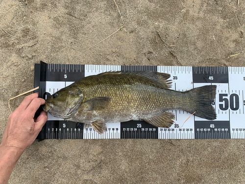 スモールマウスバスの釣果