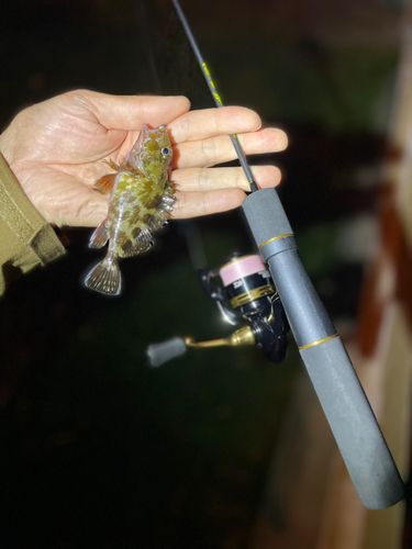 アラカブの釣果