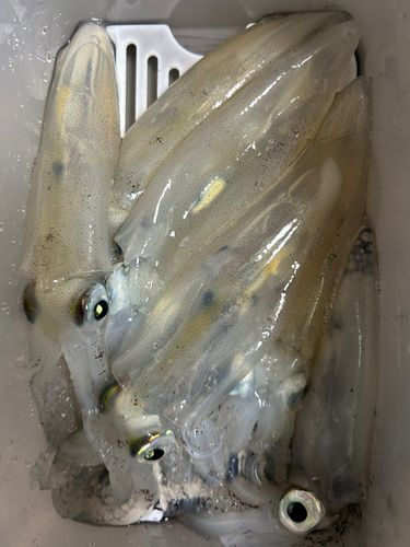 ヒイカの釣果