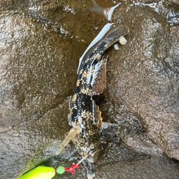 ハゼ