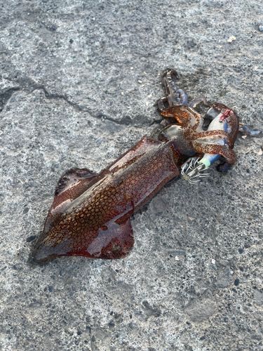ヤリイカの釣果