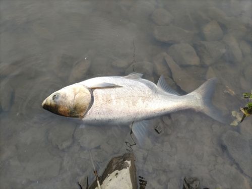 ハクレンの釣果