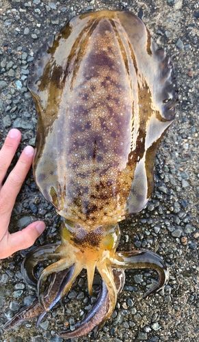 アオリイカの釣果