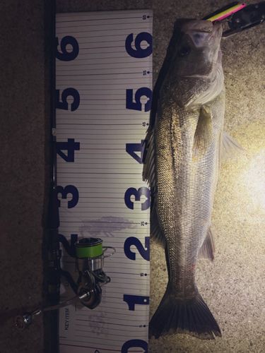 シーバスの釣果