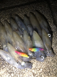 マメイカの釣果