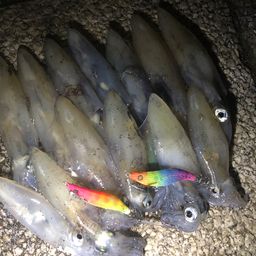 マメイカ