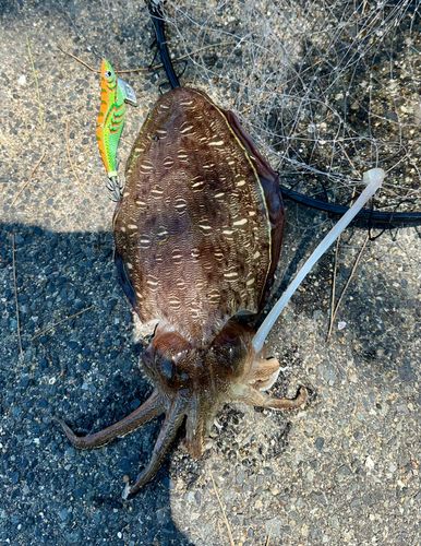 モンゴウイカの釣果