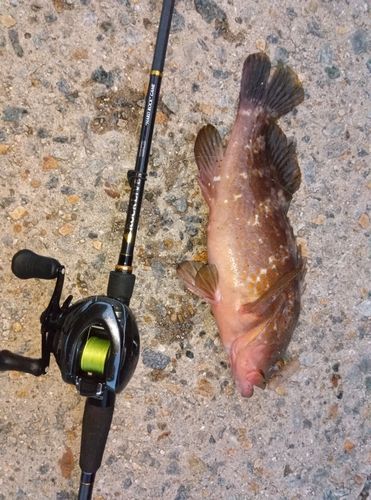 アコウの釣果