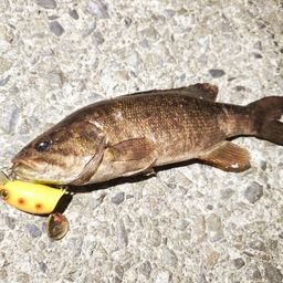 スモールマウスバス