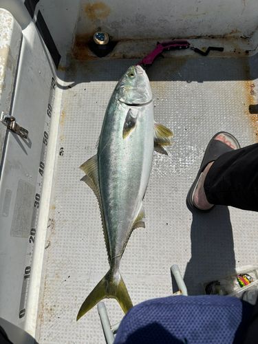 ヤズの釣果
